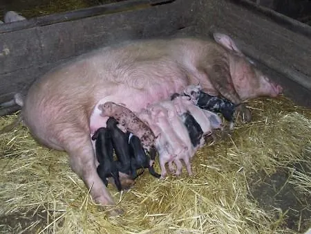 Apartment U Lochu Knovicky